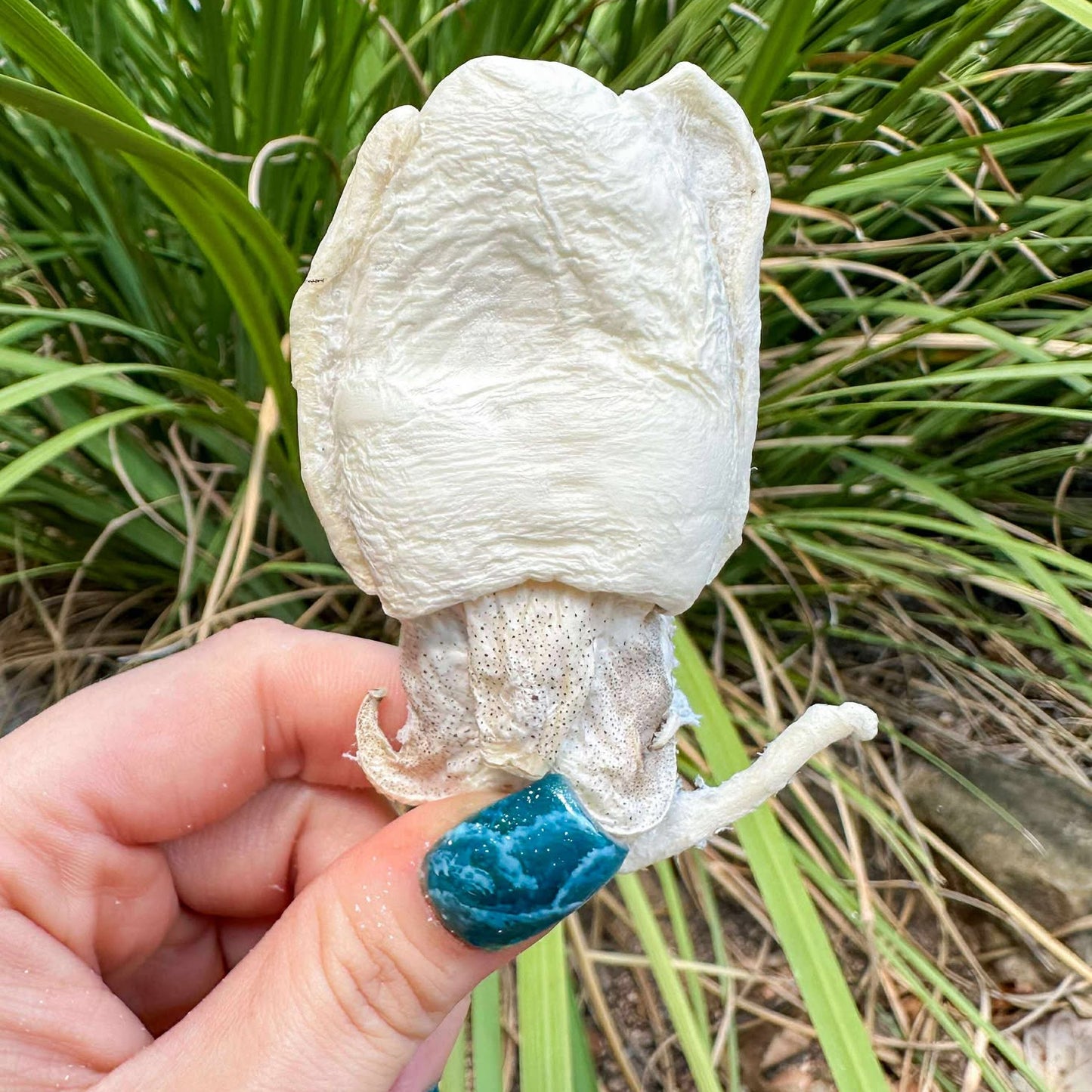 Freeze-Dried Cuttlefish