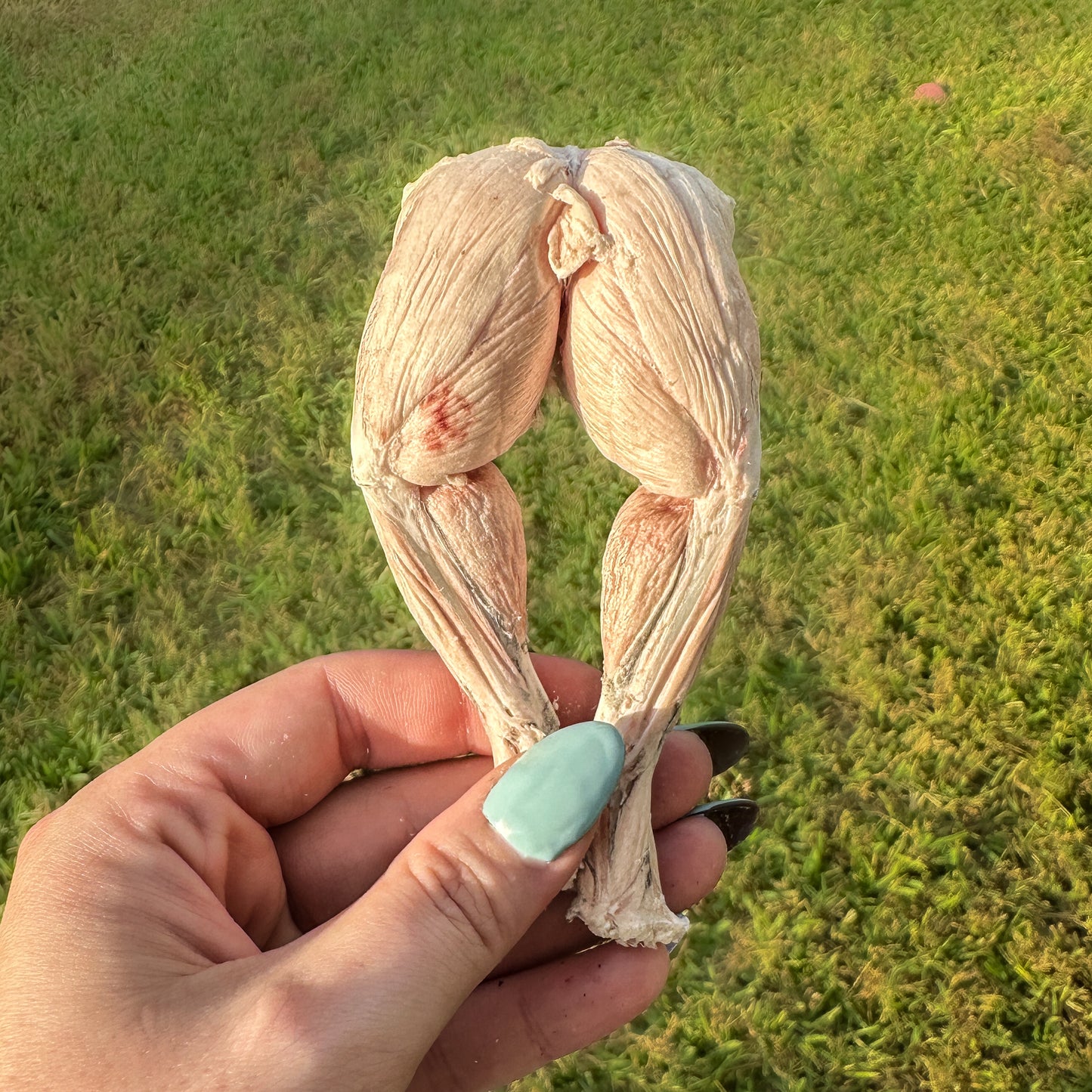 Freeze-Dried Frog Legs