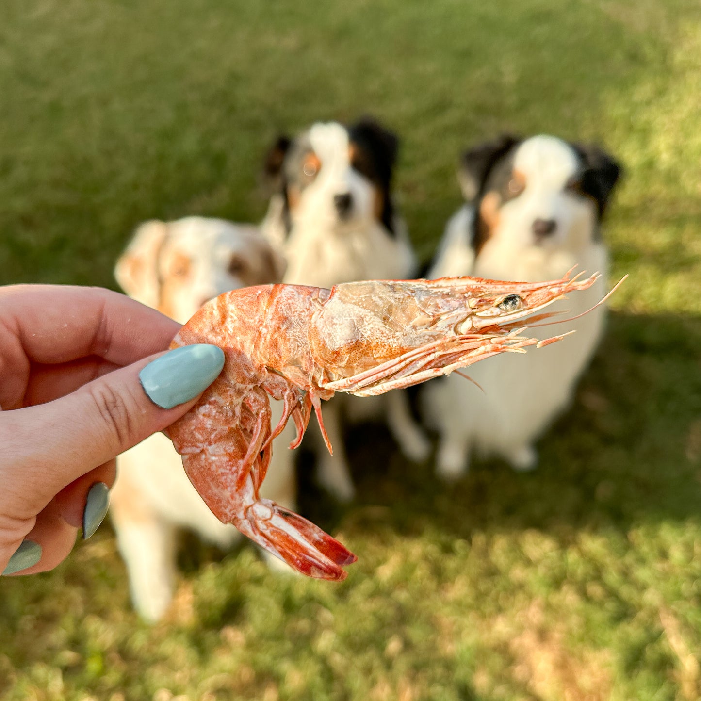 Freeze-Dried Wild Caught Giant Tiger Prawns