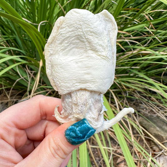 Freeze-Dried Cuttlefish