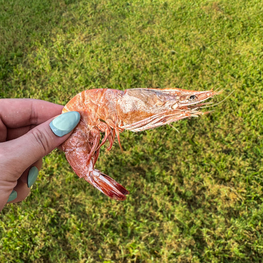 Freeze-Dried Wild Caught Giant Tiger Prawns