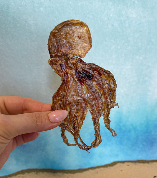 Dehydrated Baby Octopus